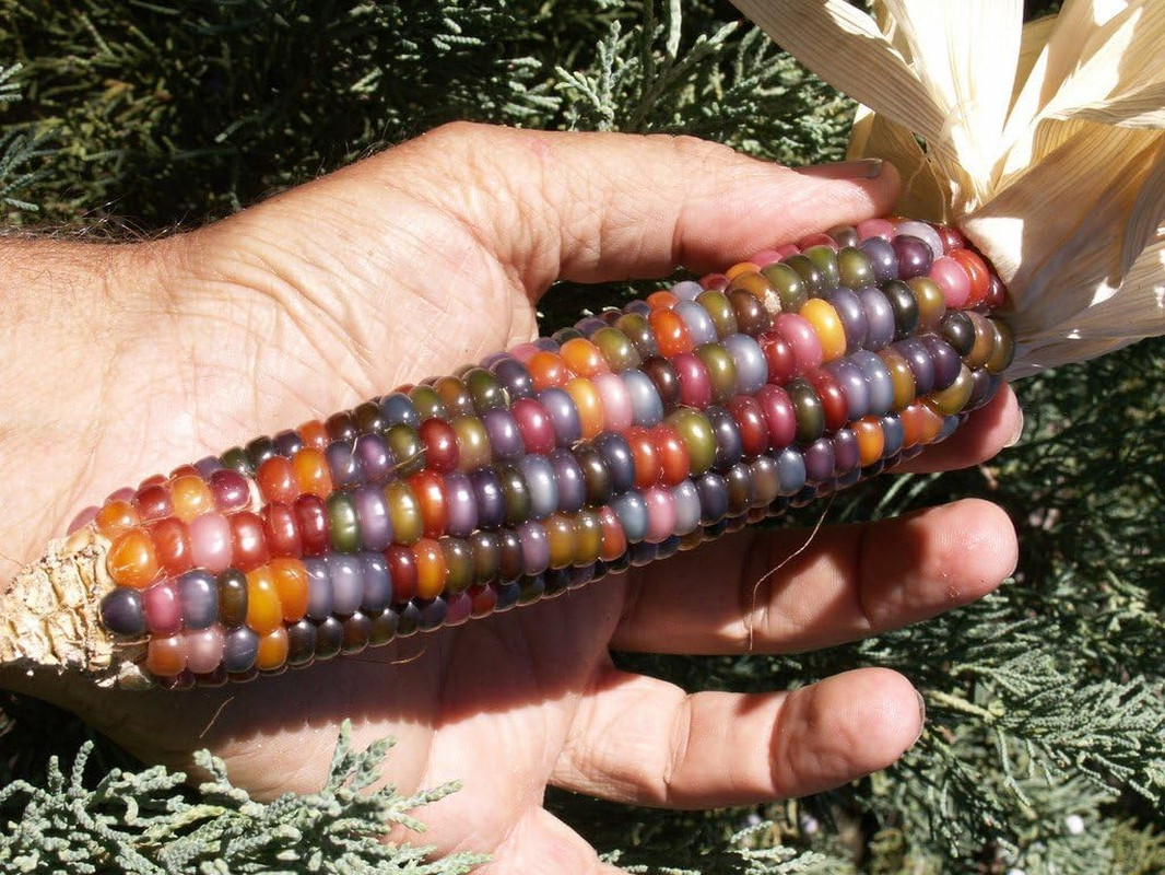 Seeds Corn Multicolor Montana Sweet Purple Yellow Red Garden Heirloom Vegetable