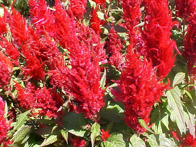 Red Celosia Pampas Plume Tall (300+ Seeds)