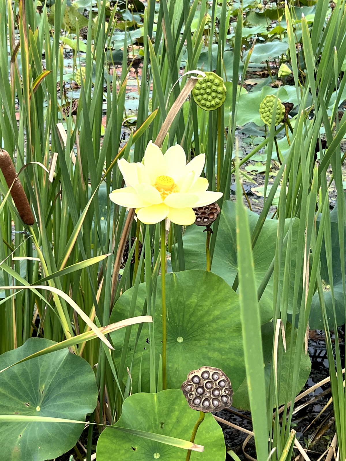10 Seeds Yellow Lotus Flower Seeds American Water Lily for Pots or Pond