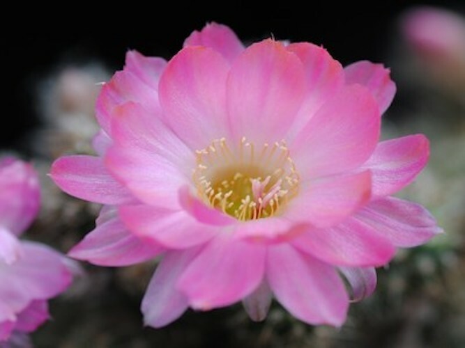 Chamaelobivia (Peanut Cactus) “Discovery” Cactus Seeds (100 Seeds)