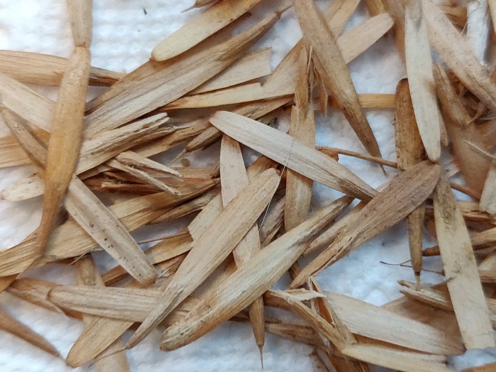 100 ASH TREE SEEDS FOR SHADE-SEMILLAS DE ARBOL DE FRESNO PARA SOMBRA Y MADERA