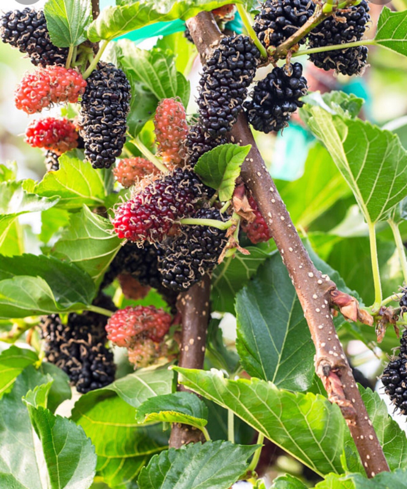 Dwarf black Mulberry ‘Dwarf Everbearing’ (Morus nigra) 5-10′ tall