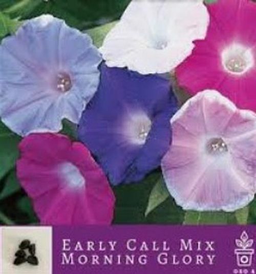 20 Morning GLORY Multi Color Flower Seeds Ascends up Trellis Fragrant Flower
