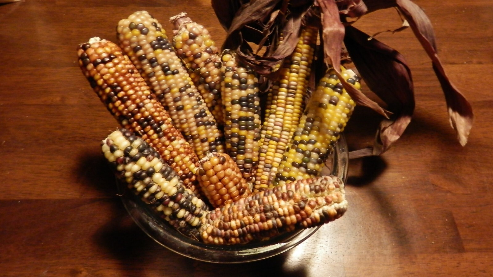 Organic Heirloom Corn Seeds 2 oz 1/8 lb ~250 Indian Native Blue Red Glass Gem