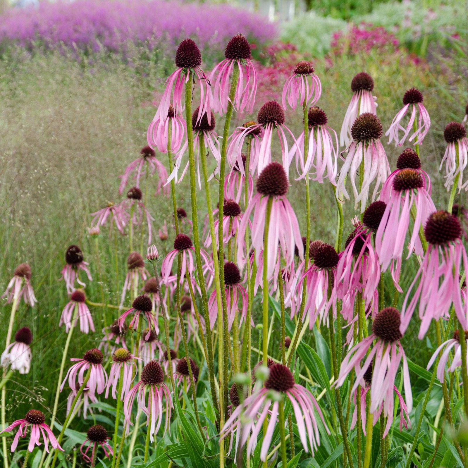 Echinacea pallida Seeds (Echinacea pallida) ~Native Wildflower Pollinator Garden