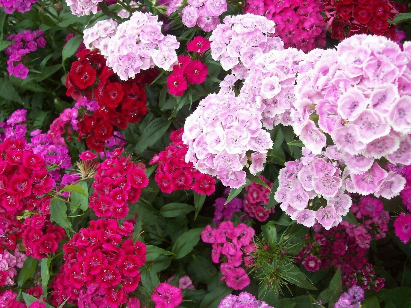 SWEET WILLIAM FLOWER SEEDS 500+ mixed colors REDS pink PURPLE white BIENNIAL