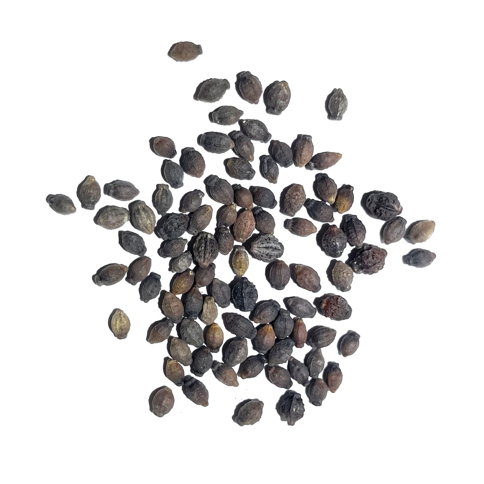 Pink Four O’ Clock Seeds For Planting (Mirabilis jalapa)
