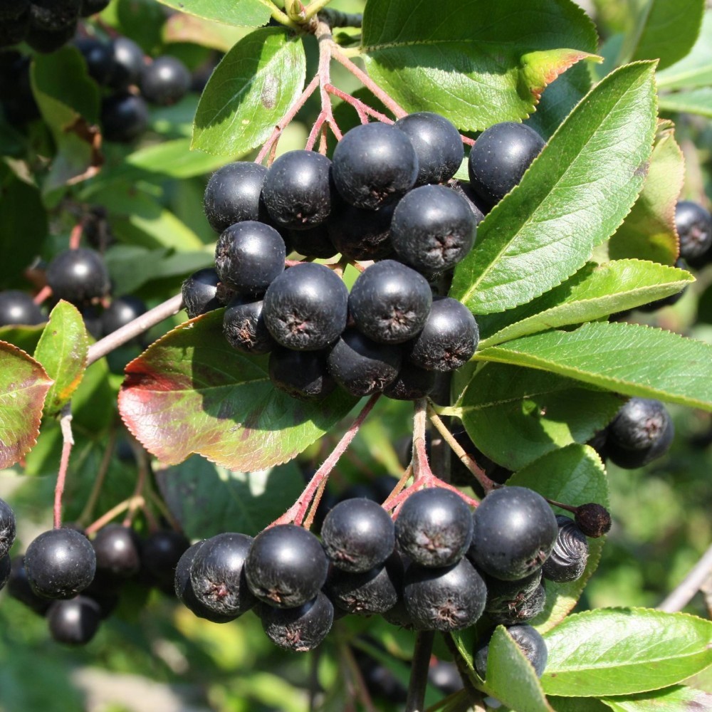 BLACK CHOKEBERRY Aronia Melanocarpa 20,30,50,100 SEEDS