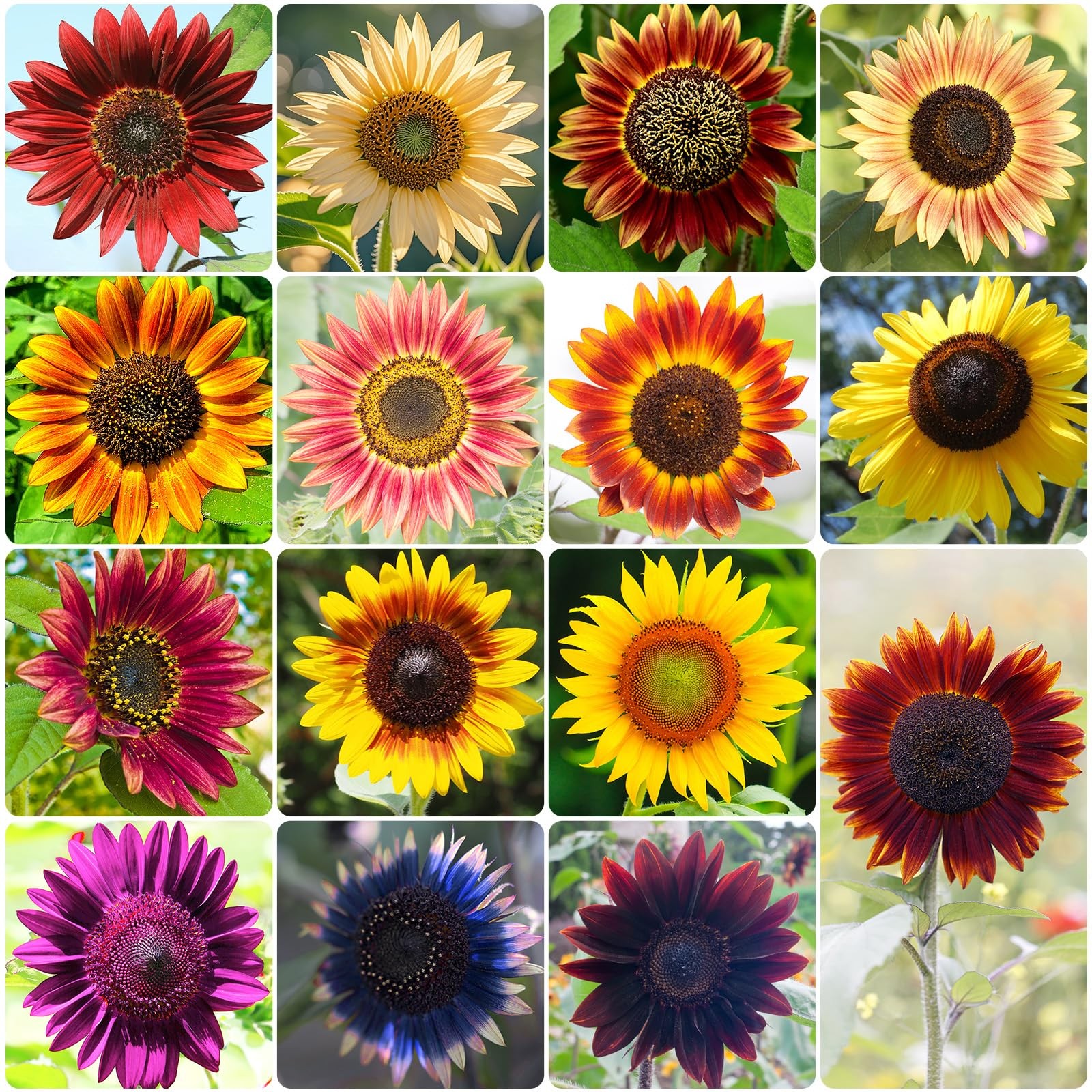 Sunflower Seeds for Planting, 15+ Varieties, 1 Oz, 300+ Mixed Seeds to Plant …