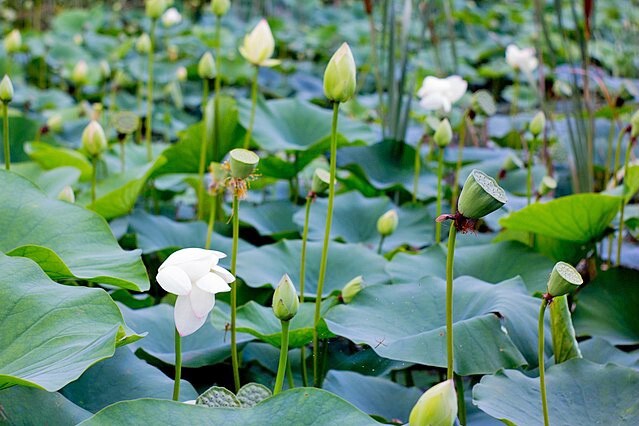 Nelumbo nucifera | White Lotus | 5 Seeds