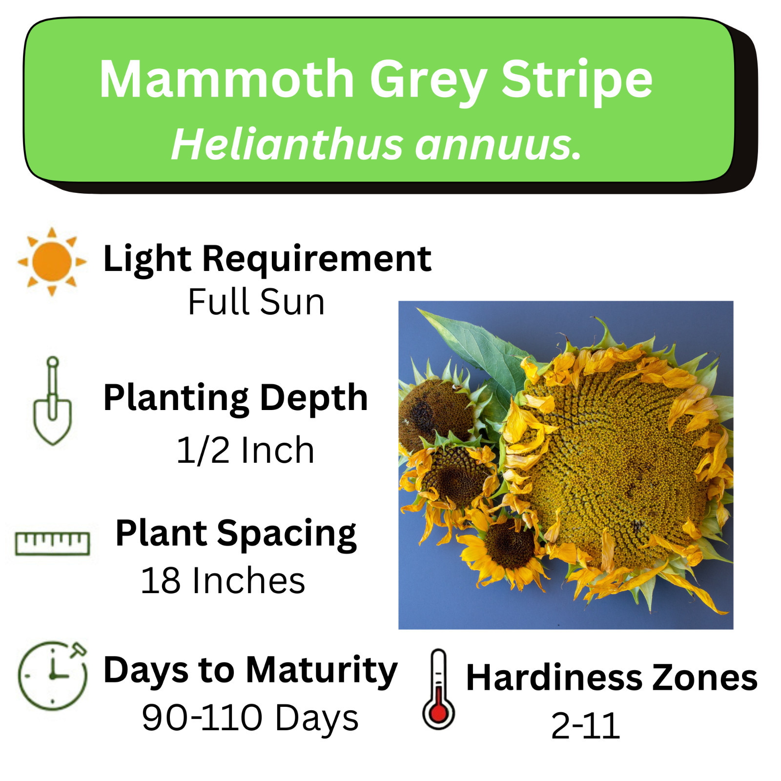 Giant Sunflower Seeds for Planting – Heirloom & Non-GMO – Open Pollinator Seeds