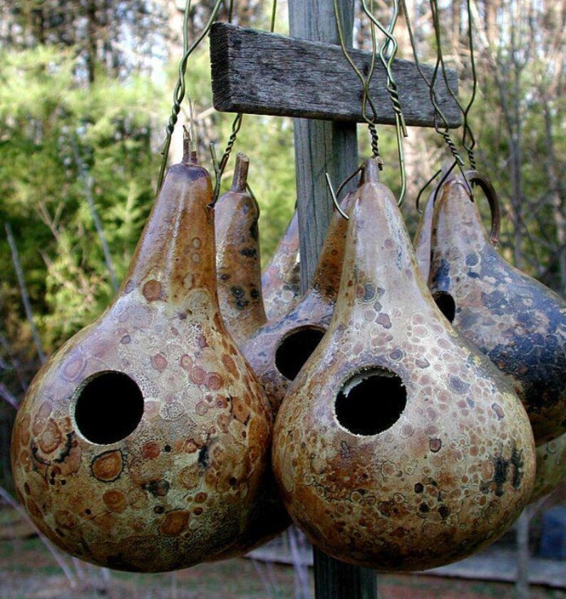 12+ Purple Martin Birdhouse Gourd Seeds ——————- Heirloom — Organic