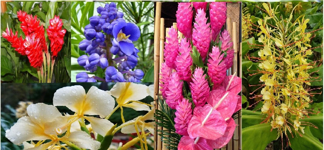 5 pk Hawaiian Tropical Ginger Plant Roots – Red, Blue, White, Yellow and Pink