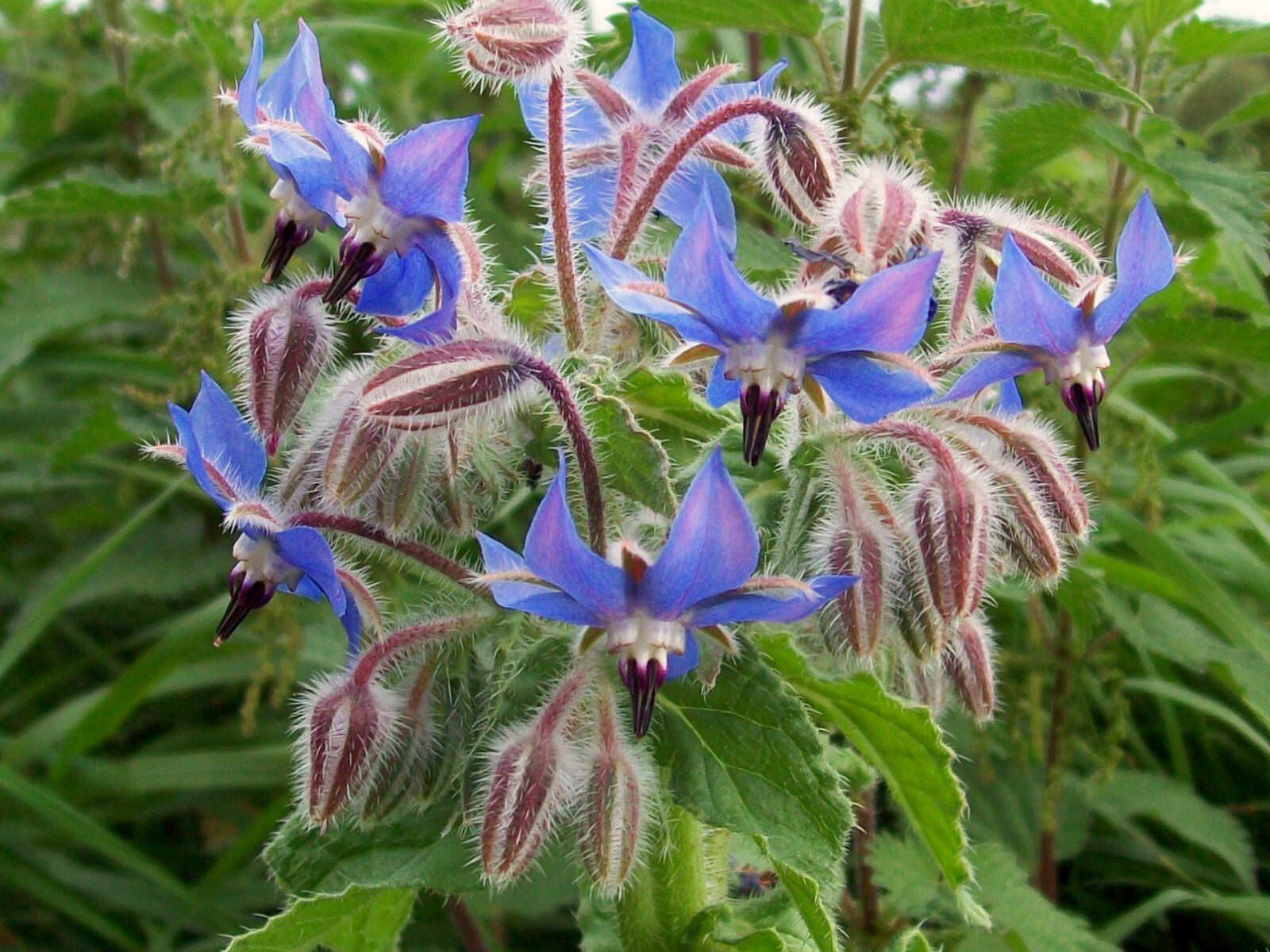 800+ Borage Herb Seeds — Pest Repellent — Heirloom — NON GMO — FRESH