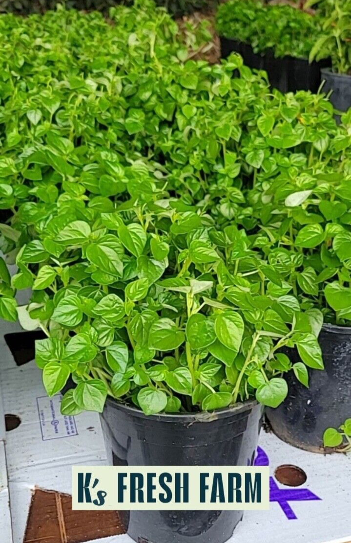 (1000+ PCS) CRAB CLAW ,PEPEROMIA PELLUCIDA SEEDS, HẠT RAU CÀNG CUA