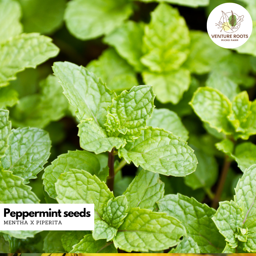 Peppermint Seeds – Mentha x piperita | Non-GMO, Open-Pollinated Perennial Herb