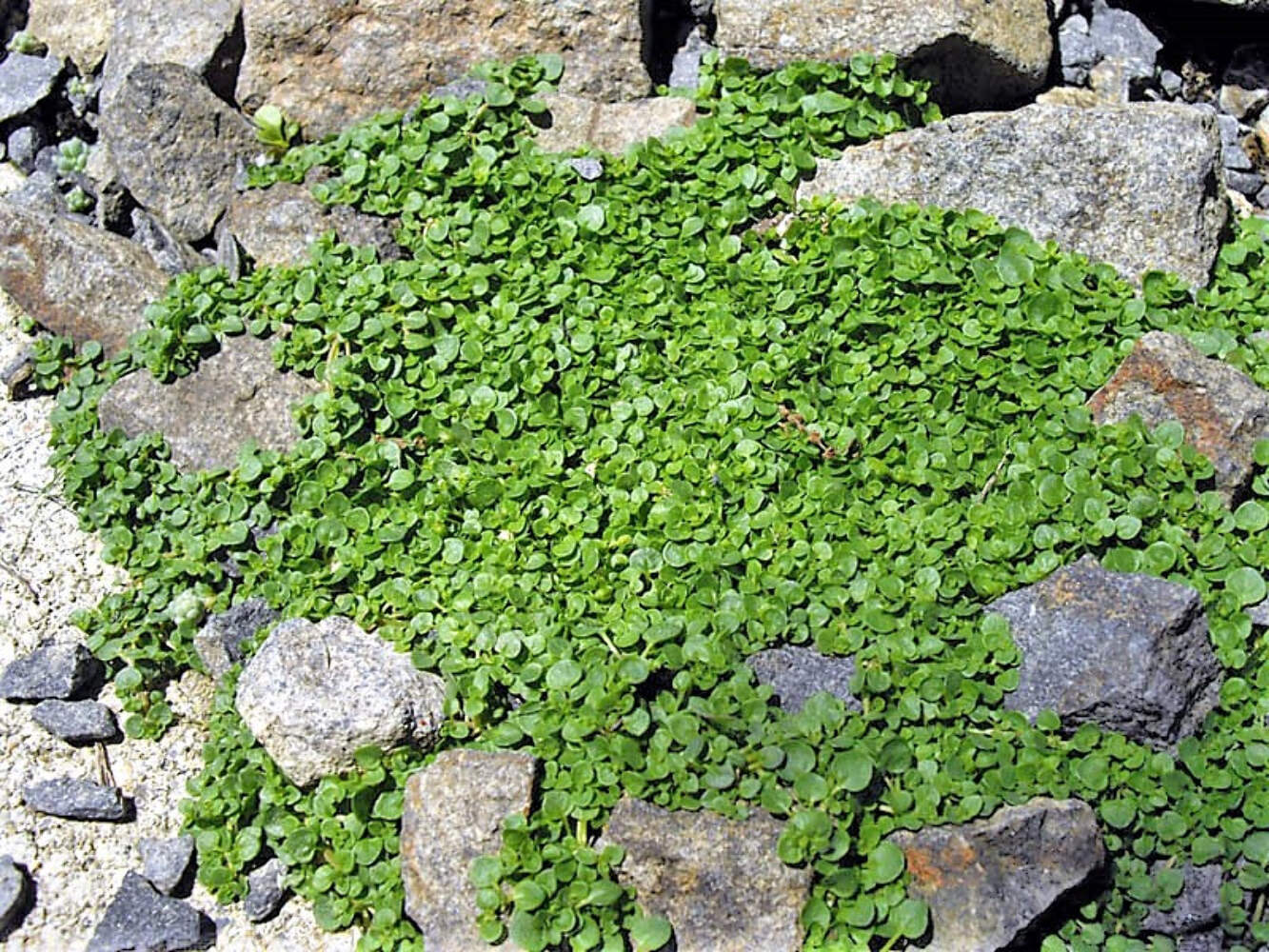 1000 Bulk CORSICAN MINT Mentha Requienii Herb Fragrant Ground Cover Flower Seeds