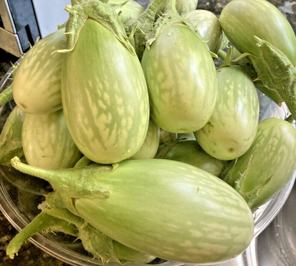 100 Indian Green Eggplant Fresh seeds-Eggplant Seeds,