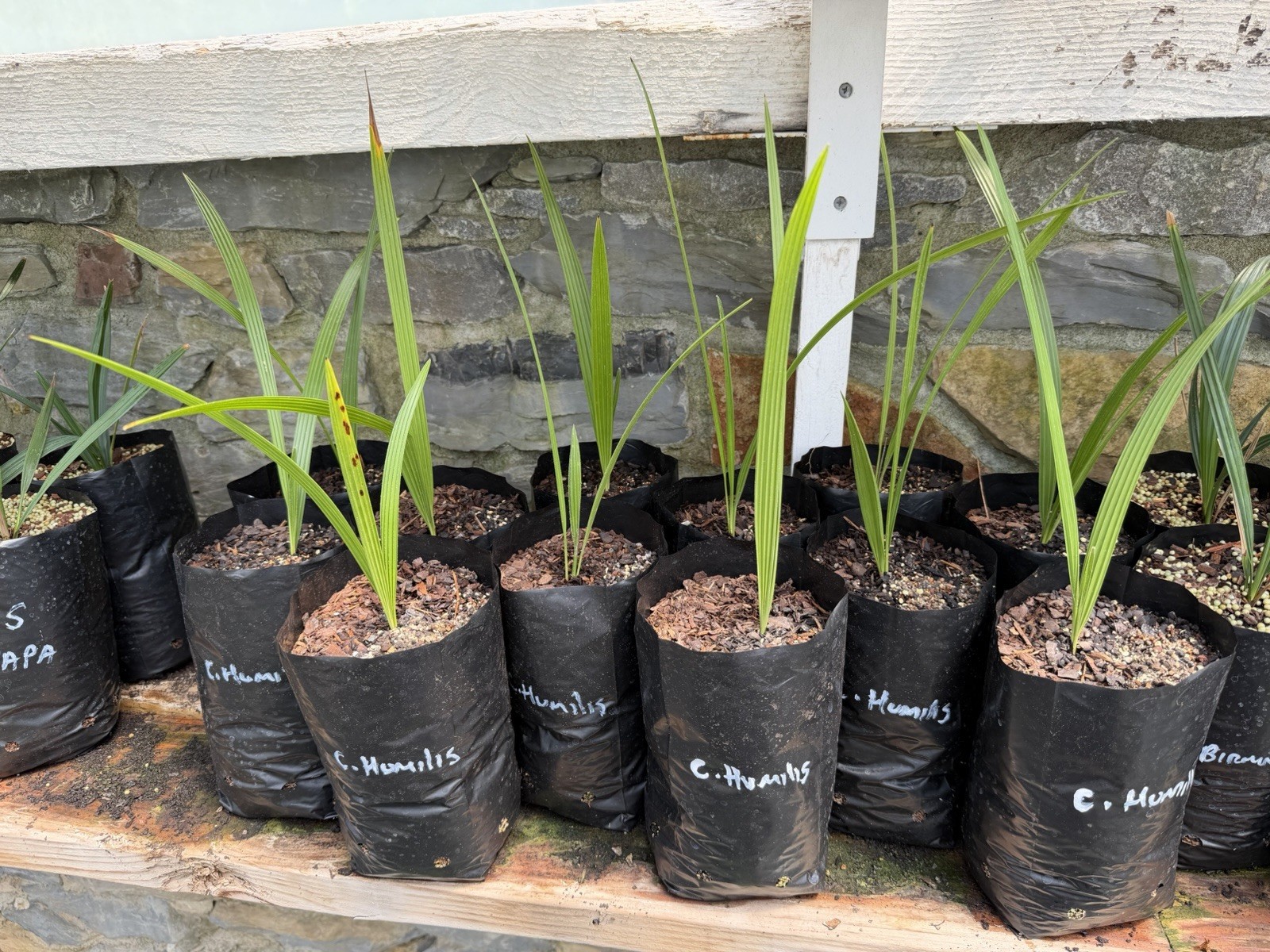 Mediterranean Fan Palm (Chamaerops humilis) – 1 Gallon Grow Bag – Cold Hardy