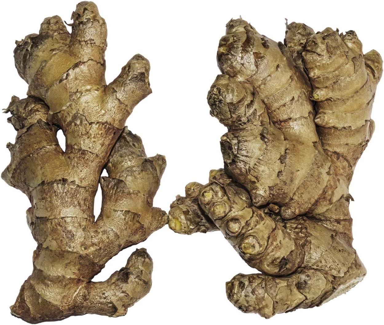 Live 10 Rhizomes of Edible Ginger Roots Organic Zingiber Officinale for Growing