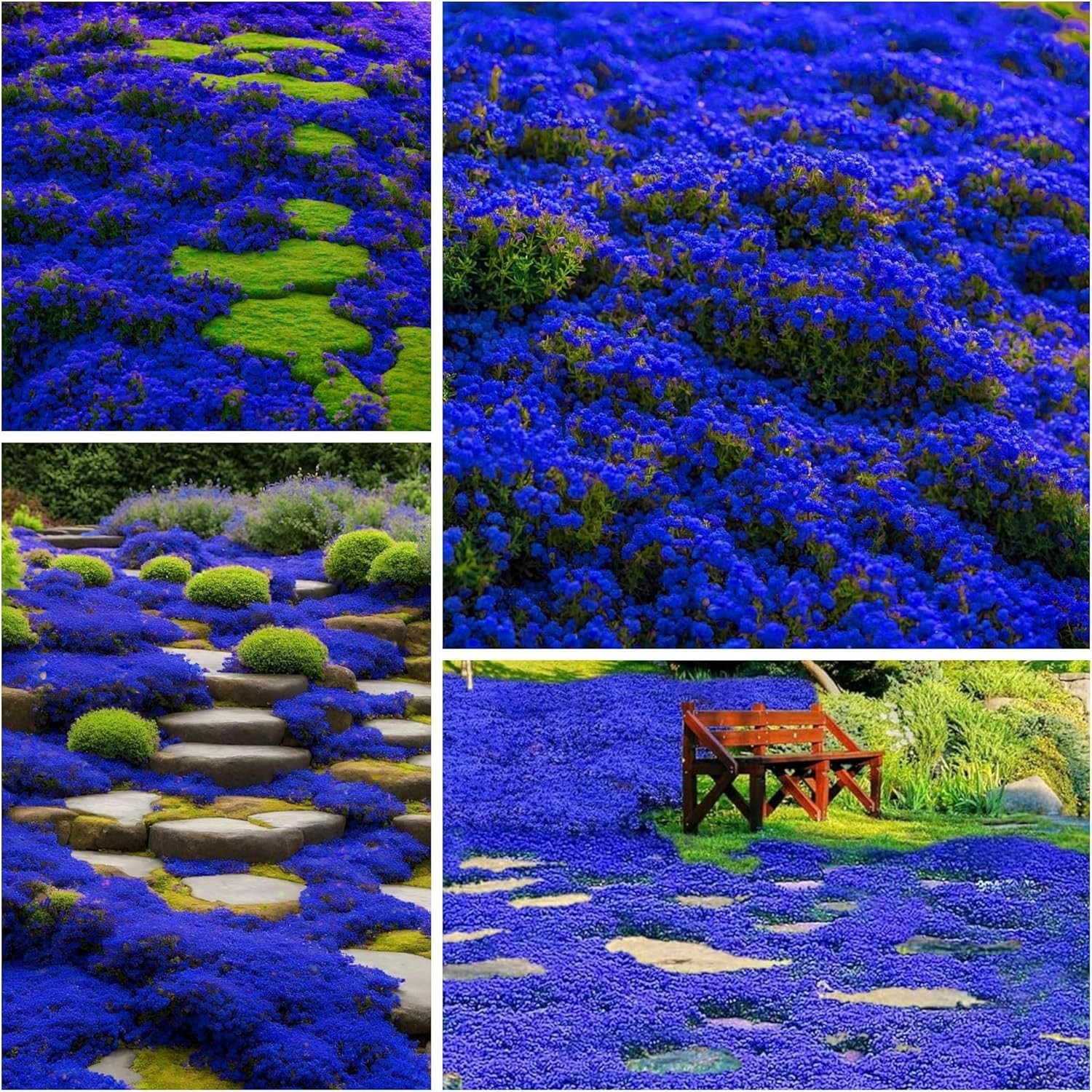 30000+ Blue Creeping Thyme Seeds Ground Cover,Blue Woolly Thyme Seeds Non-GMO He