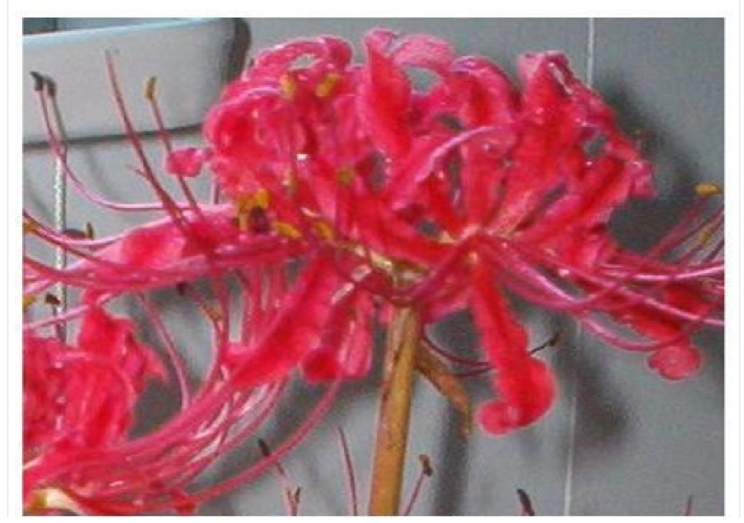 Red Spider Perennial Lily Flower 35 + Seeds USA Seller