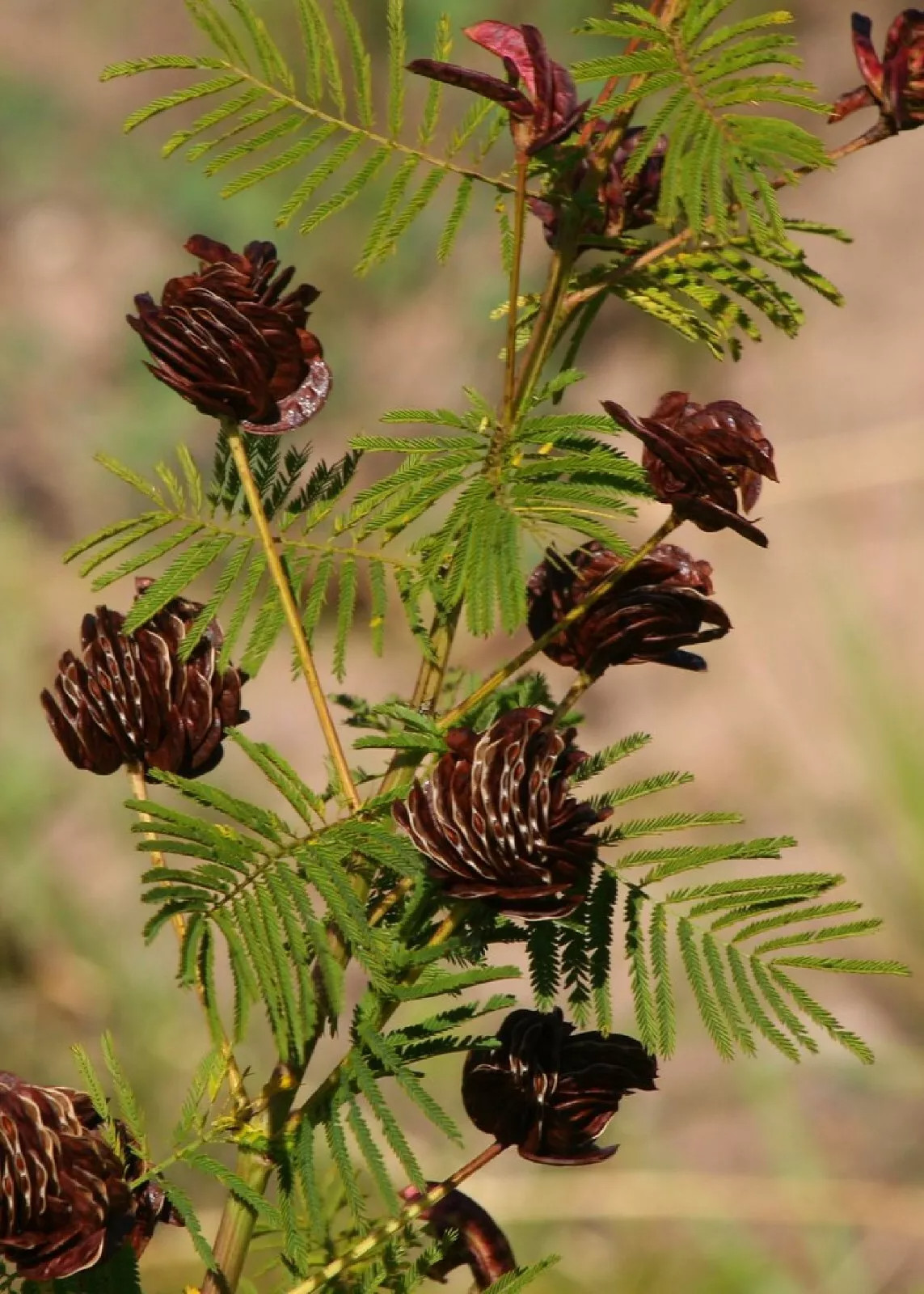 Illinois Bundleflower {Desmanthus illinoensis} | 100+ SEEDS USA POST