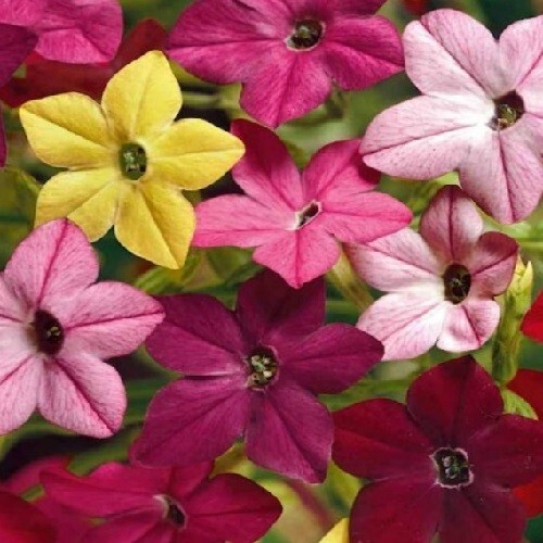 2,500 Fresh Jasmine Tobacco Sensation Seeds Mix Fragrant Flowers Nicotiana Alata