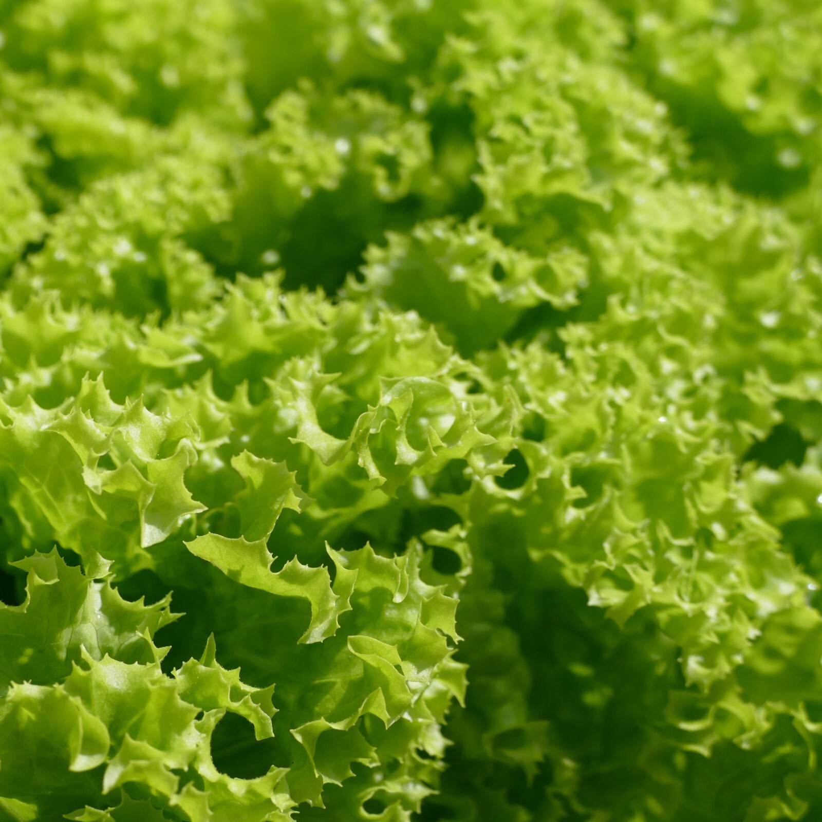 Endive Seeds, Curled Ruffec, Non-GMO, Heirloom, Fast Growing, Free Shipping