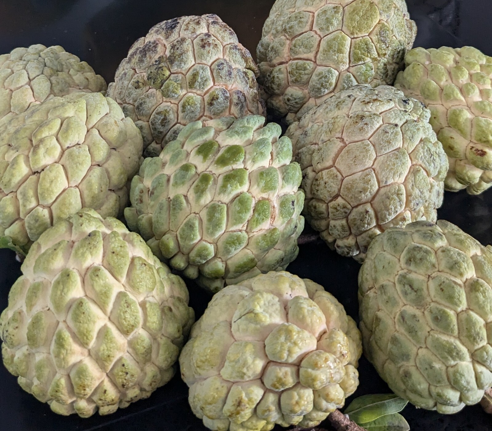 20 Organic Sugar Apple/Mãng Cầu Dai/Annona Squamosa Sweetsop Seeds-Florida Grown