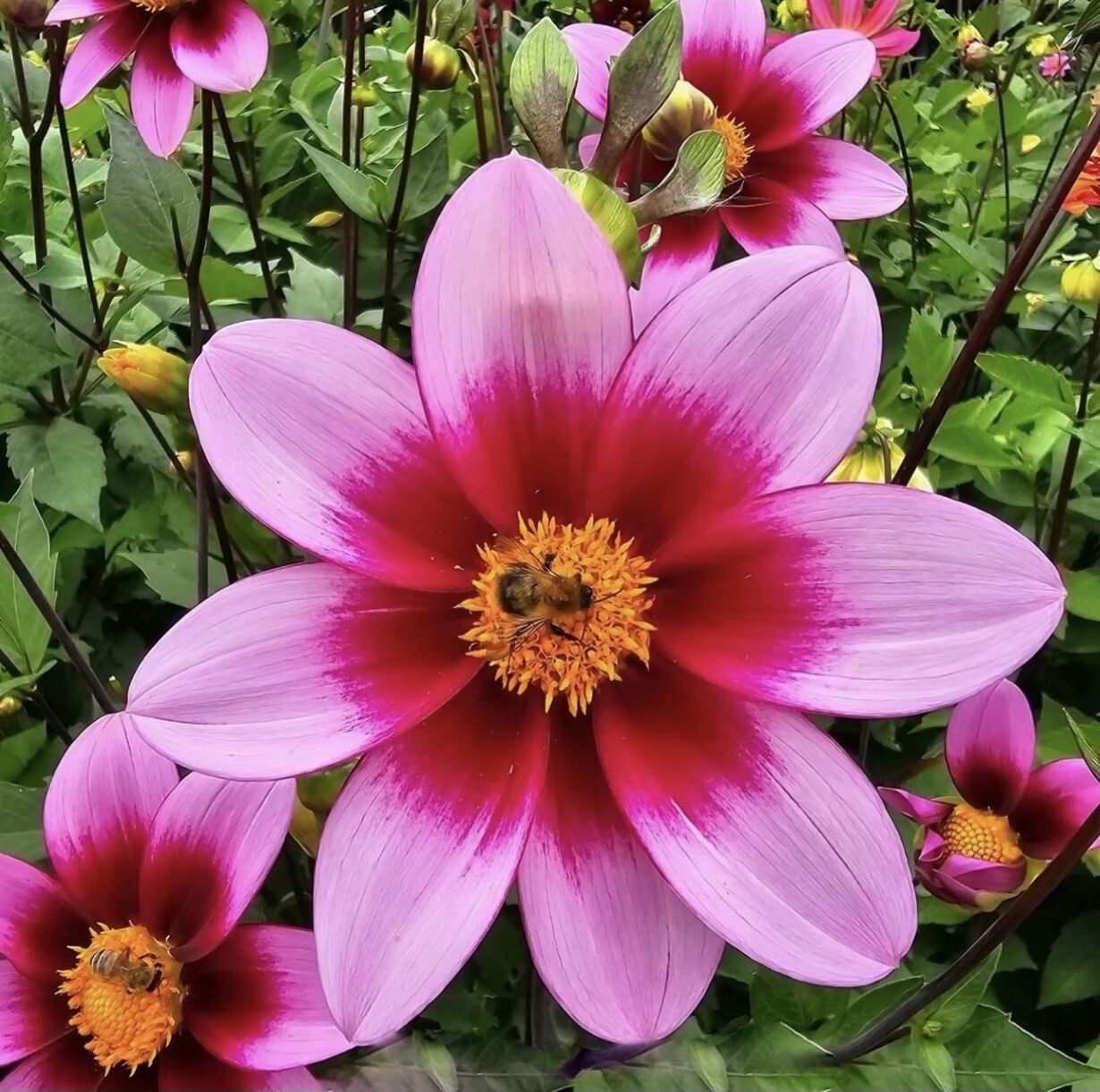 75+ DAHLIA SEEDS Open Pollinated XLNT Germination **Shipping US ONLY**