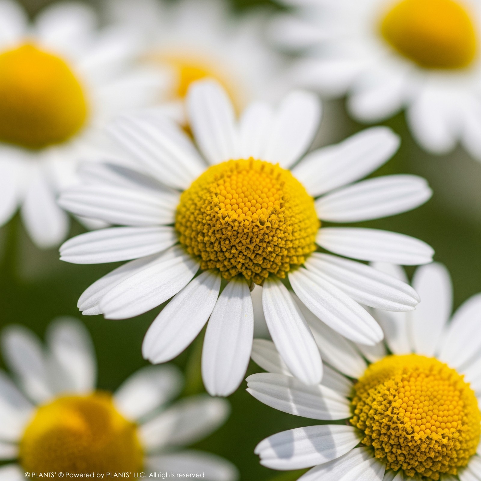 German Chamomile Flowers | Premium Seeds | Matricaria recutita | Plants’®
