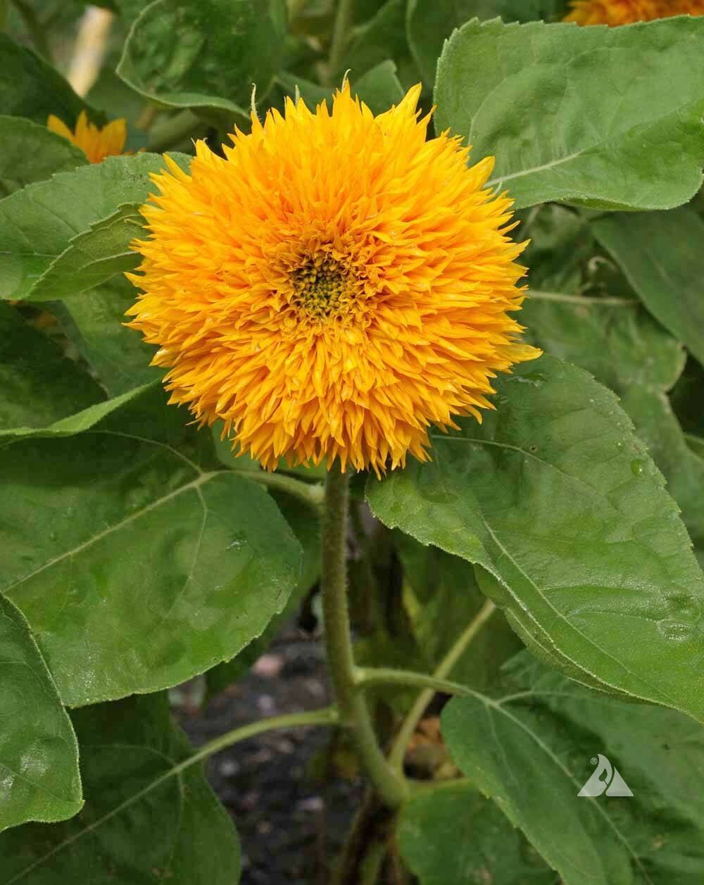 100 Sunflower Seeds ‘Dwarf Sungold’ (Helianthus annuus)