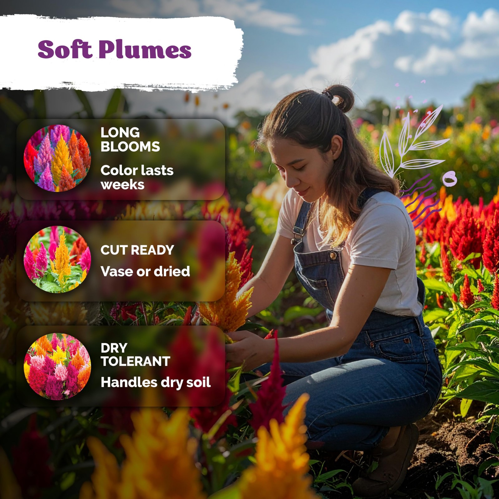 500 Mixed Pampas Plume Seeds for Planting – Non-GMO Celosia Flower Packets
