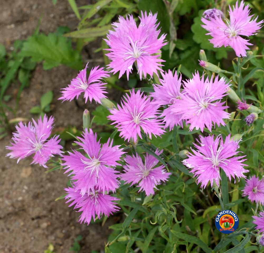 1oz Fringed Pinks Dianthus Superbus Flower Seeds Fragrant (26,000+ Seeds)