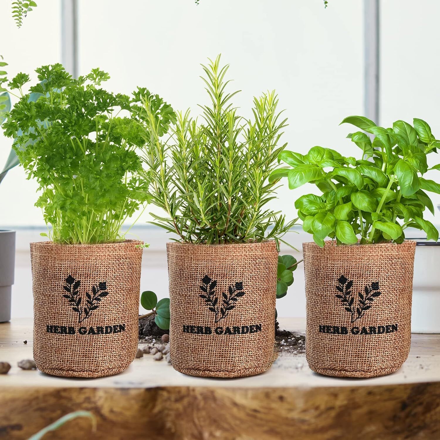 Indoor Herb Grow Kit 5 Seeds Garden Starter Kit