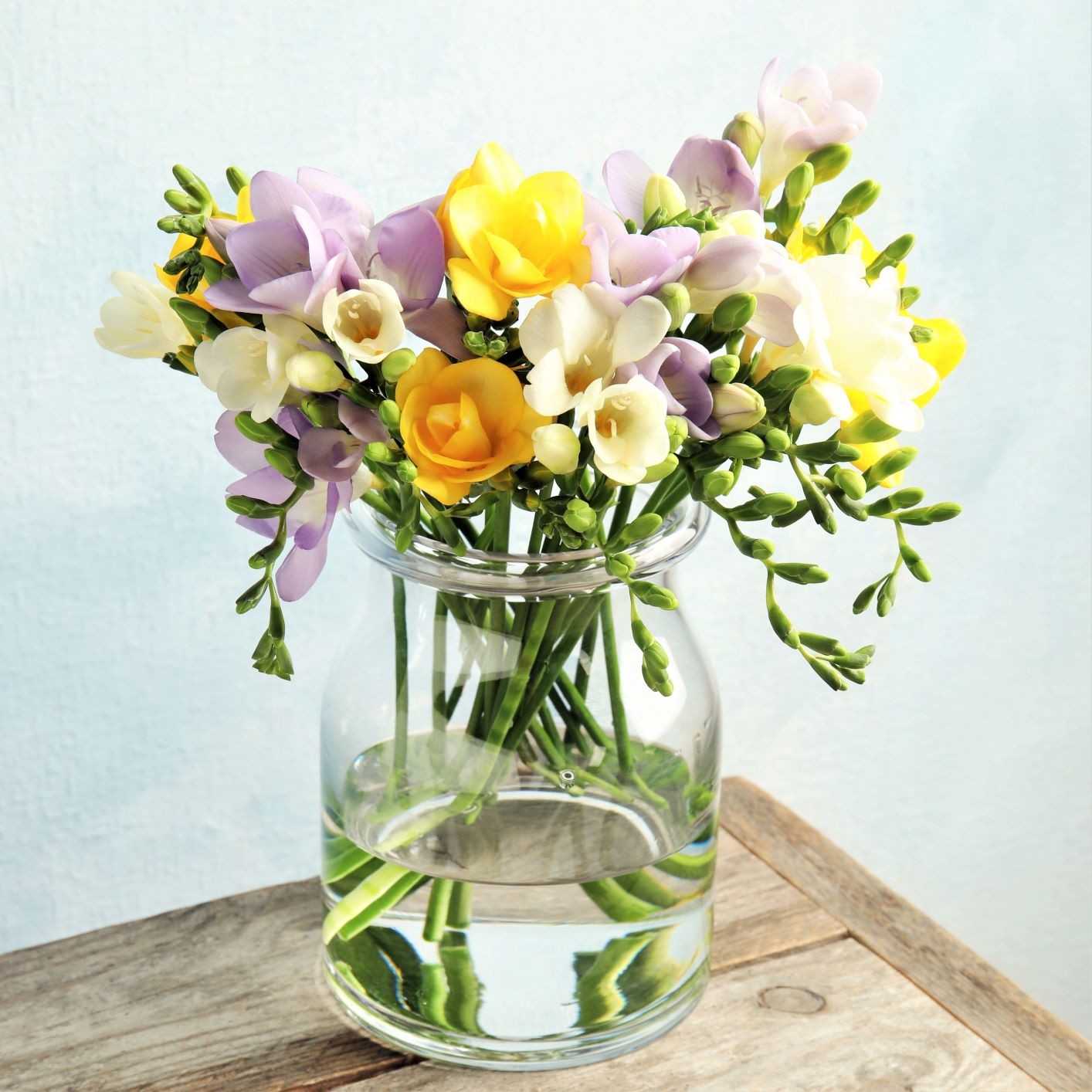 Freesia Sunny Day Collection 45 Bulbs, Spring Flowers Bloom in Sun