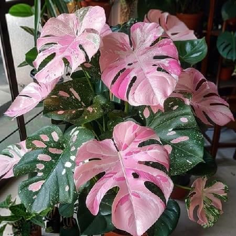 90PCS Fresh Monstera Plant Seeds, Rare Tropical Houseplant Seeds for Indoor & Ou