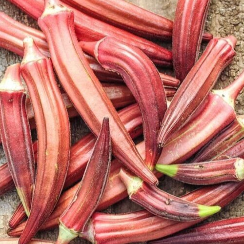 JING ORANGE OKRA SEEDS 30+ summer VEGETABLE garden ASIAN CULINARY FREE SHIPPING