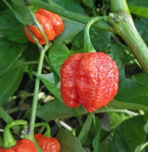 20 Super-Hot 7 Pot Brain Strain Red | NON-GMO | Pepper Seeds-B 02
