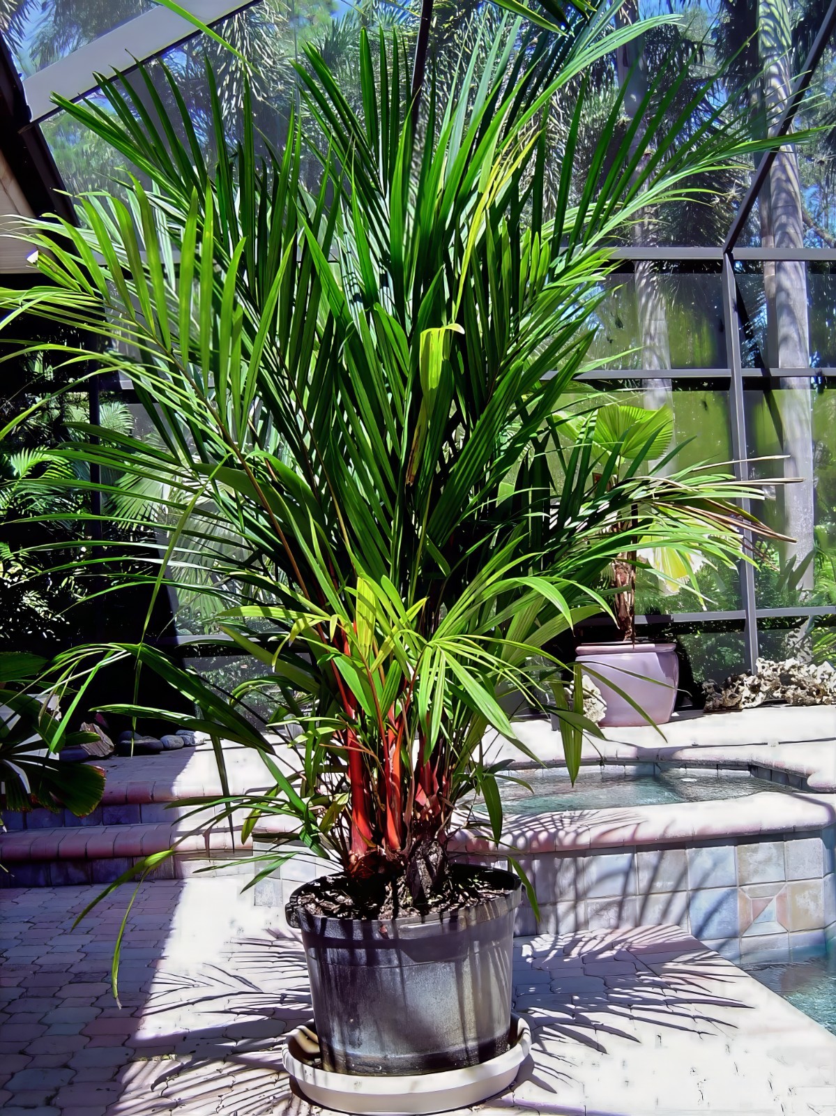10 RED SEALING WAX “LIPSTICK” PALM TREE SEEDS (Cyrtostachys renda) House Plant