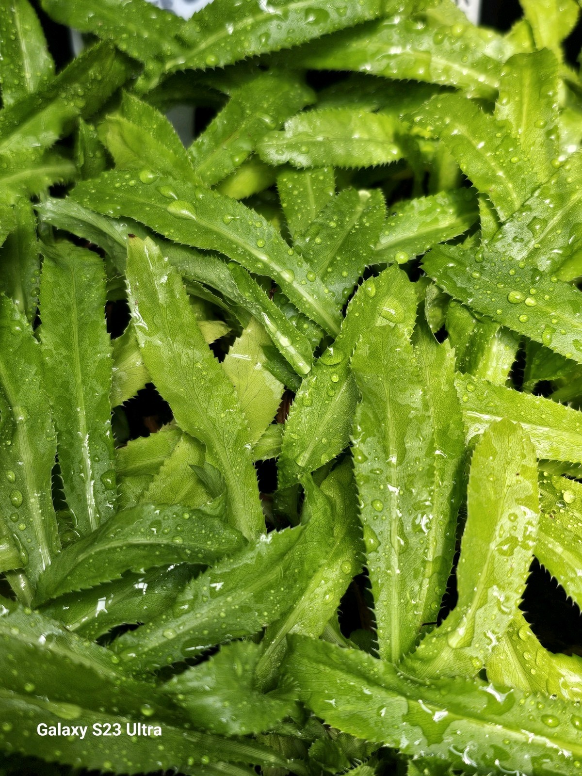 RECAO CULANTRO 500+ FRESH SEEDS PUERTO RICO
