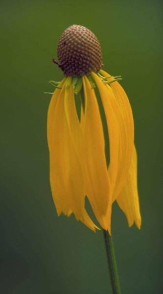 Ratibida pinnata | Grayheaded Coneflower | Pinnate Prairie Coneflower | 10 Seeds