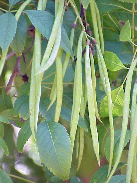 Tecoma stans | Yellow Bells | Ginger-Thomas | Esperanza | 10 Seeds