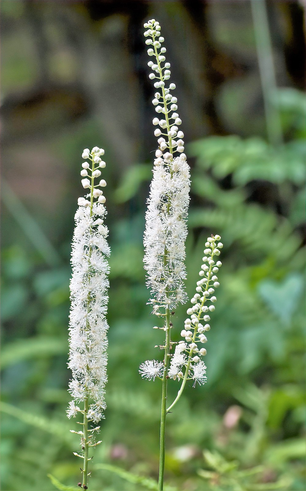2 Black Cohosh Dormant Bare Root~Bugbane, Snakeroot ~Wild Woodland~Winter Hardy
