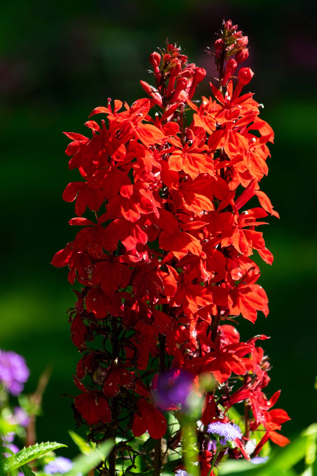 300 CARDINAL FLOWER LOBELIA Cardinalis Flower Seeds