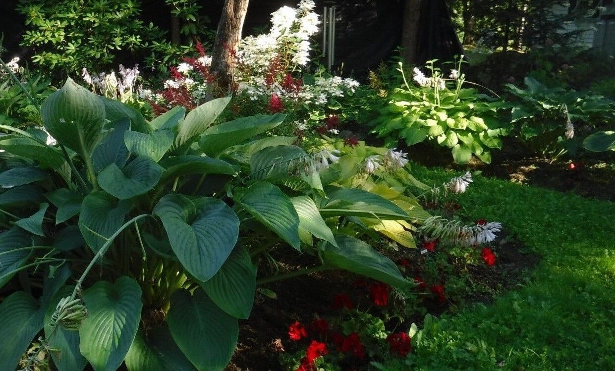 large to giant Hosta Seeds mix of colors, and leaf shape 25+ perennial seeds