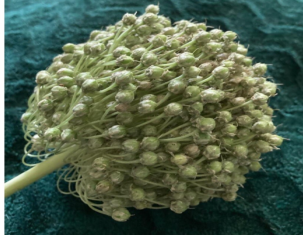 WHITE CRYSTAL ALLIUM ORNAMENTAL FLOWER OVER 25 + SEEDS USA Seller