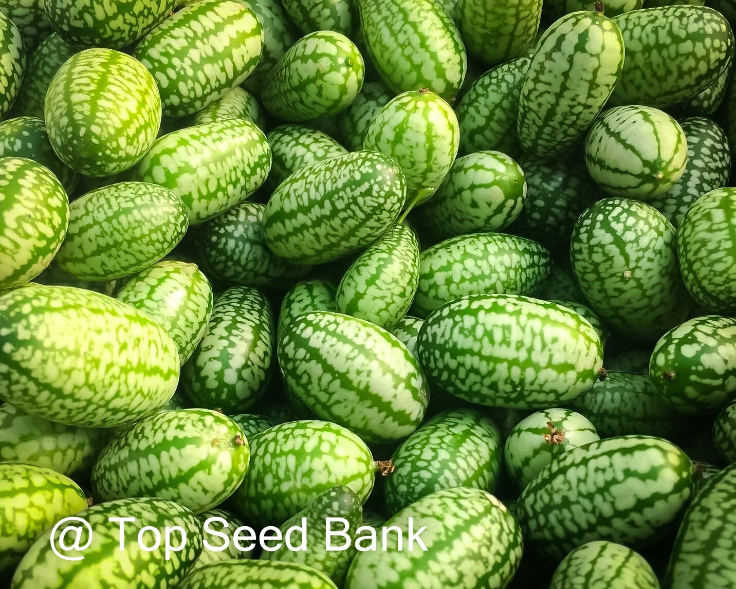 8+ Cucamelon seeds, Mexican miniature tiny watermelon, sour gherkin + Free GIFT