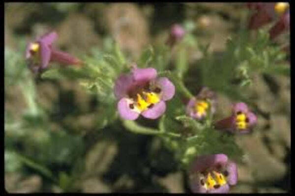 Mimulus tricolor | Monkey Flower | 20 Seeds